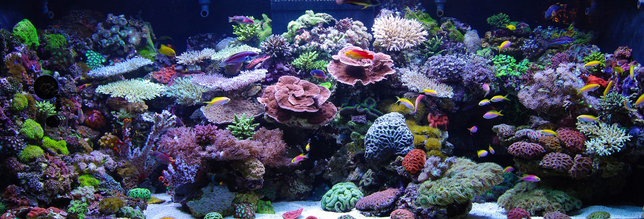 Sustainable Aquariums