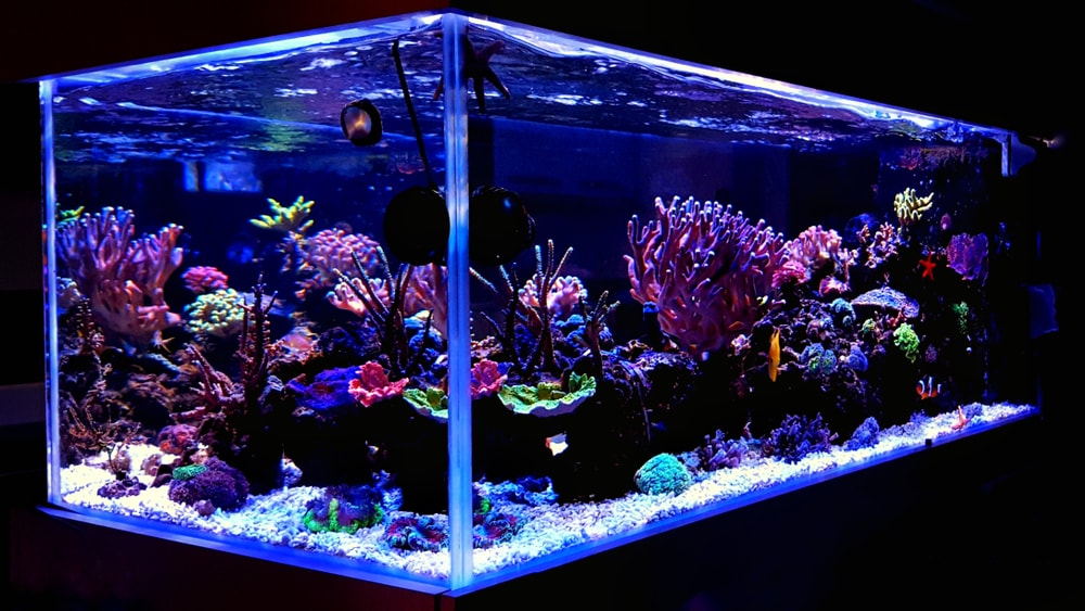 Hours of calm enjoyment can be had watching a reef aquarium.