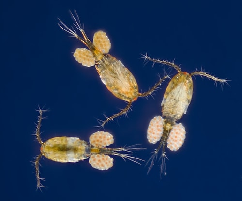 Apocyclops panamensis