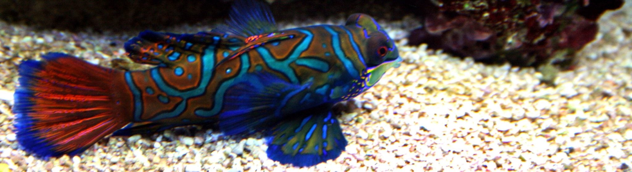 A green mandarin on the substrate hunting for algaebarn copepods that make mandarin goby fish care easy