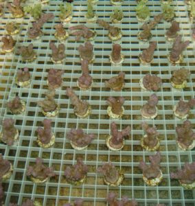 Corals & Pods in Your Reef