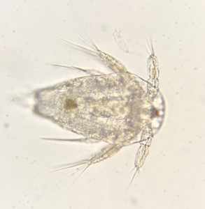 aquaculture fish