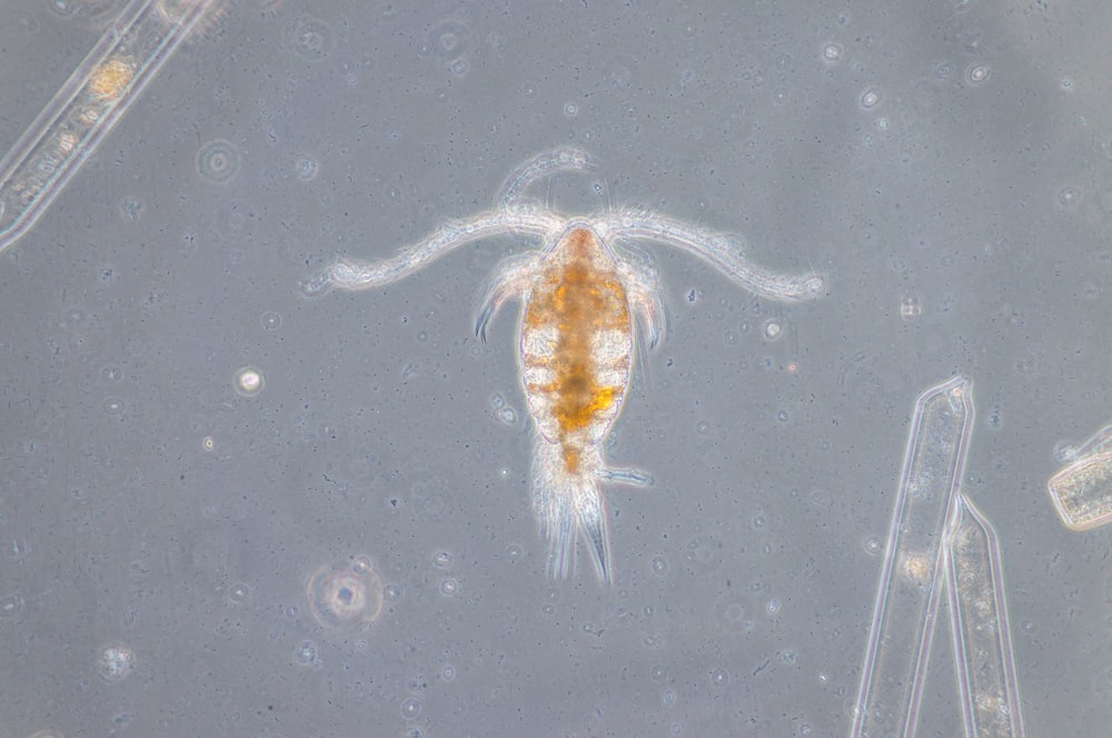 The might copepod