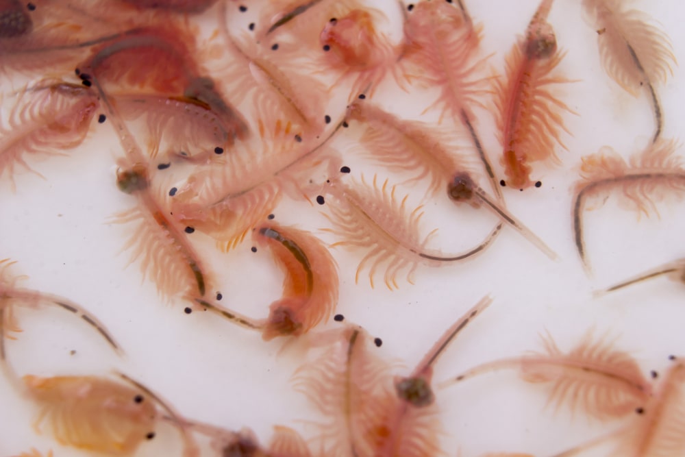 brine shrimp