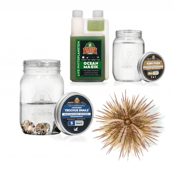 Hair Algae Killer Kit by AlgaeBarn