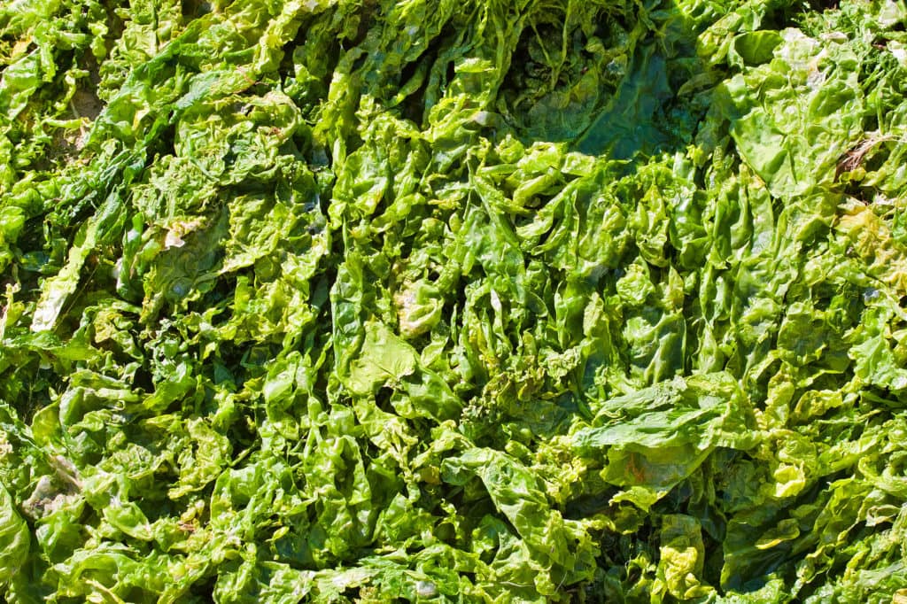 Sea Lettuce Macroalgae in its natural habitat!