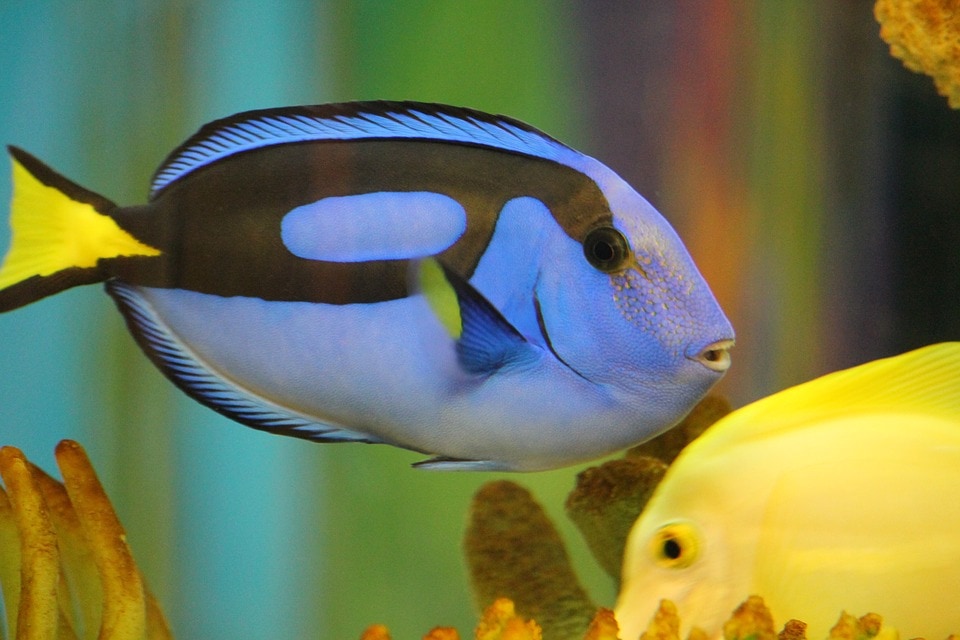 Captive Bred Tangs are less at risk of getting diseases