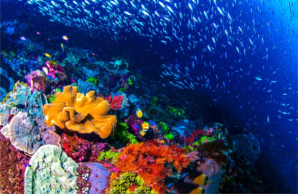 A beautiful wild coral reef full of reef safe fish!