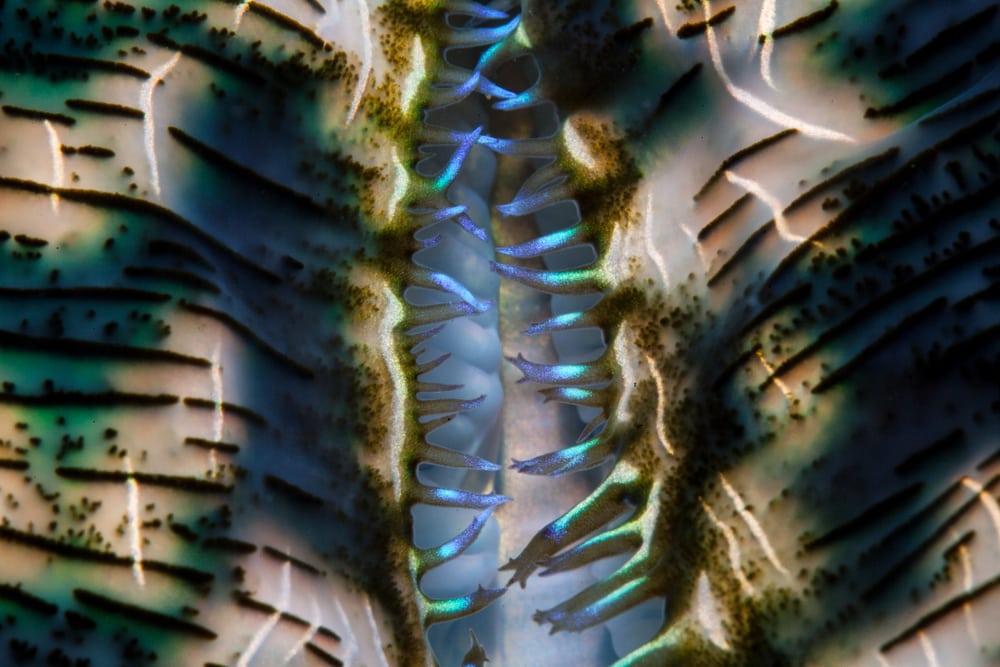 Close up of a Derasa Clam Spout