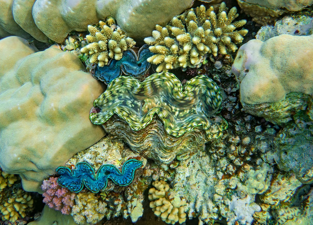 Various Tridacna Clams in the Wild