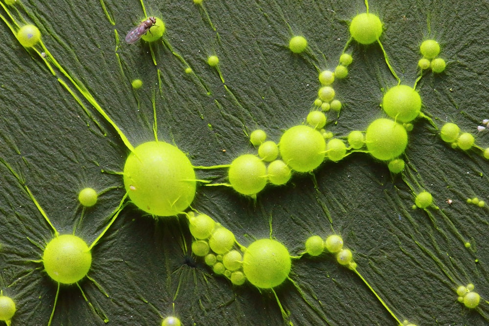 Cyanobacteria up close