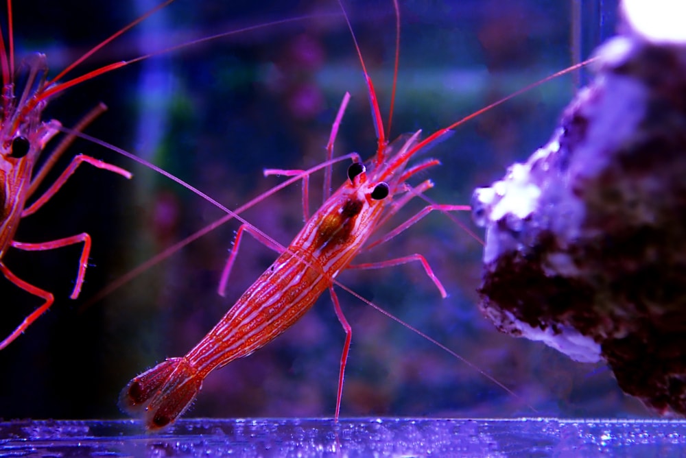 An adult Peppermint Shrimp