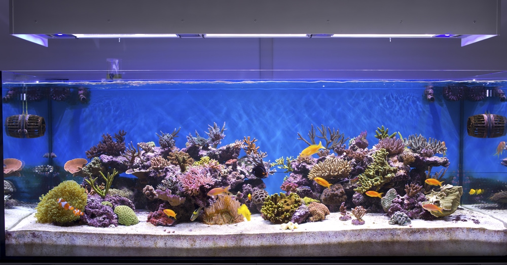 A beautiful marine Aquarium