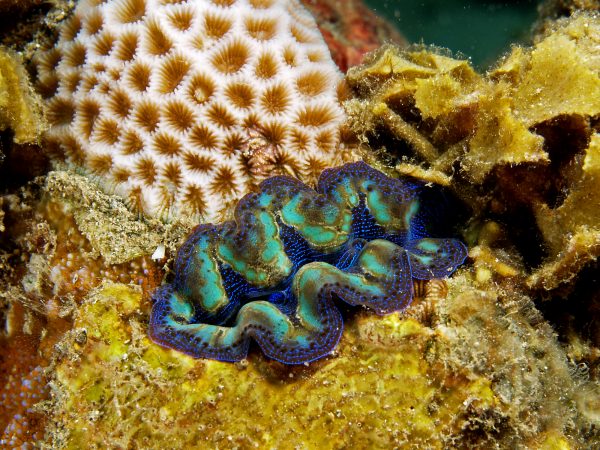 Crocea Clams are Beautiful Multicolored giant clams