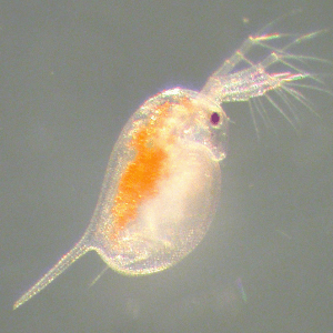 Daphnia Magna baby!
