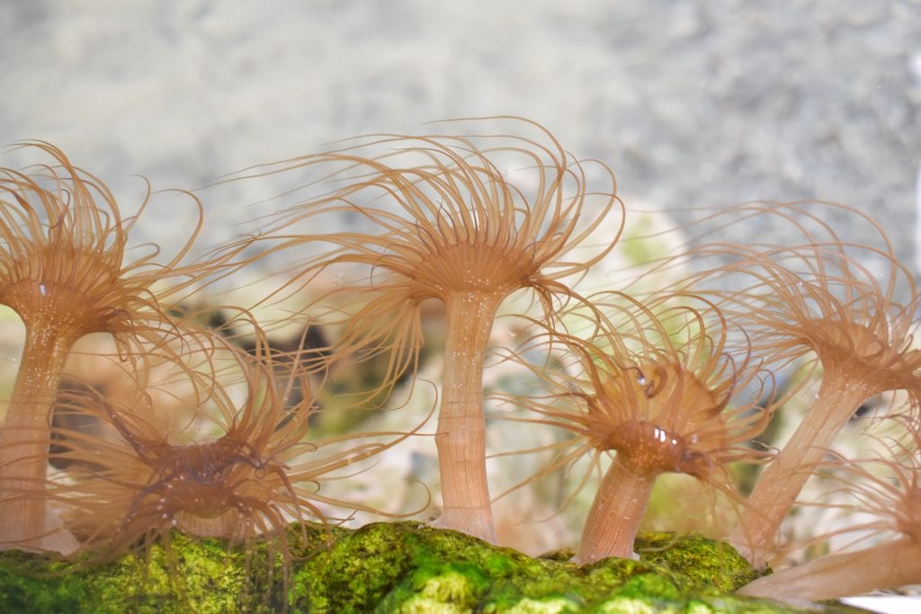 Aiptasia is a Common pest in the marine Aquarium