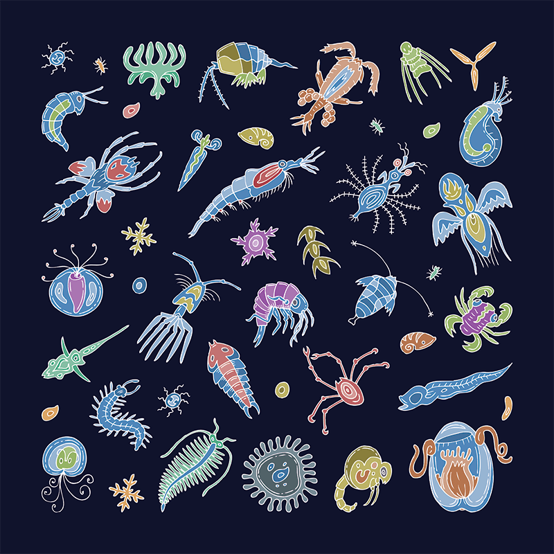 Many kinds of microfauna can get trapped in socks!