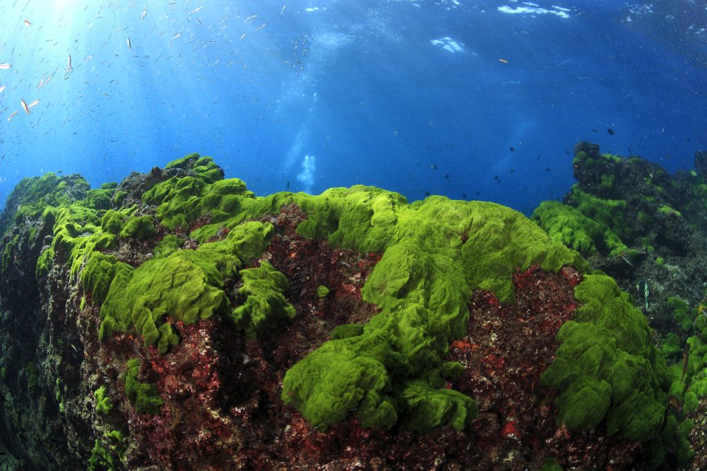 Algaes working to help oxygenate and clean the oceans.