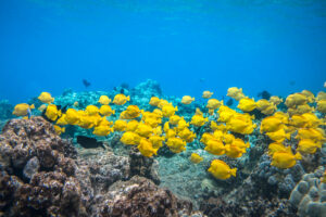 A giant school of Yellow Tangs
